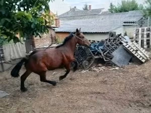 Cavalo, Cavalos