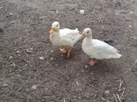 Ducks — Foto 2
