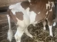 Toro, Ganado vacuno — foto 2