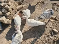 Ducks — الصورة 2