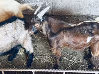 Billy Goat, Nubian Goat — photo 2