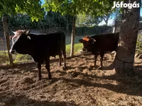 Toro, Vaca Limousin — foto 2