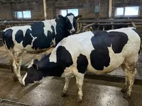 Cow, Holstein breed — photo 1