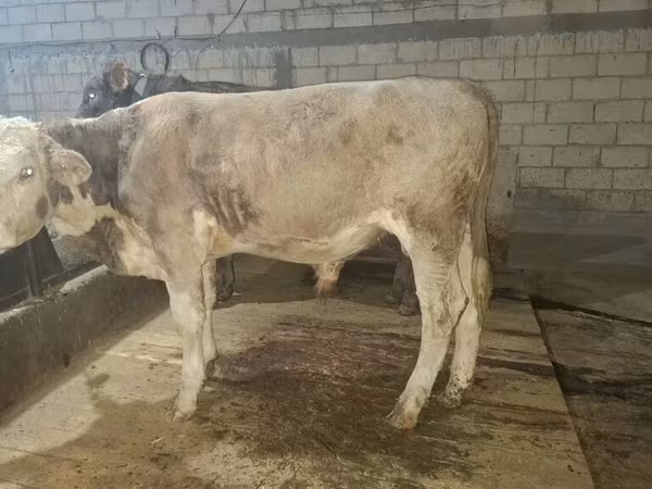 Bika, Simmental cattle