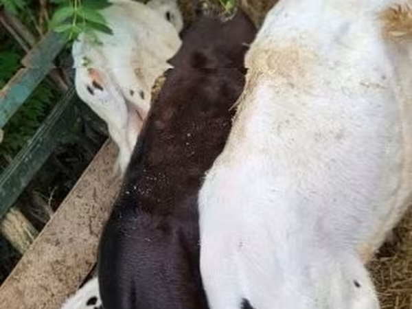 ثور, سلالة هولشتاين — هنغاريا