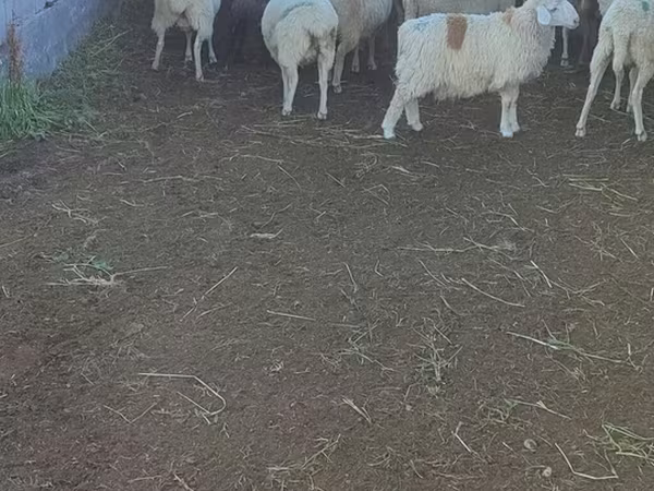 Ovelha, Beulah Speckled face sheep
