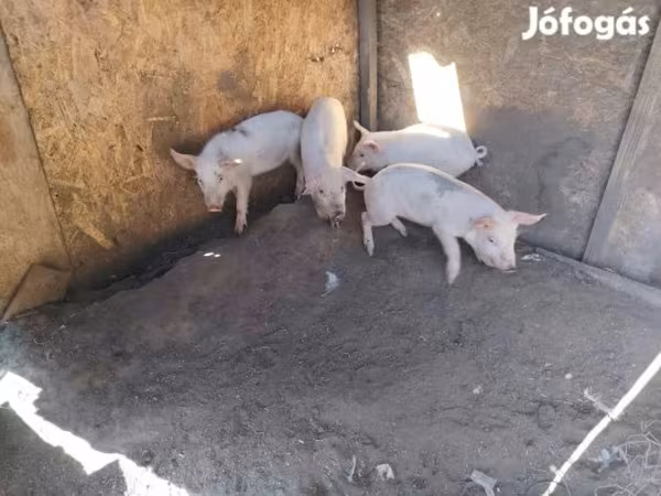 Cerda, Cerdos
