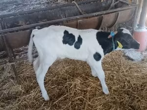 ثور, Russian Black pied cattle