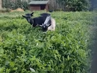 母山羊, Goats — 照片 3