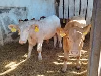 ثور, Simmental cattle — الصورة 3
