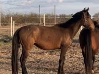Jument, Nonius horse — photo 1