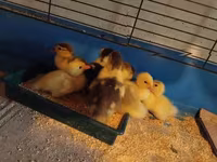 Ducks — Foto 2