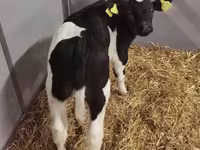 Tehén, Russian Black pied cattle — 6. fotó