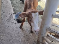 أبقار (دفعة، الجنس غير محدد), Simmental cattle — الصورة 6