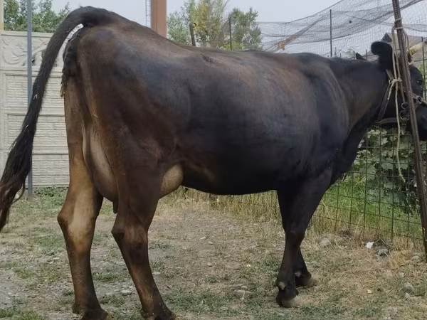 母牛, Simmental cattle