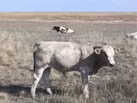Бык, Коровы — фото 1