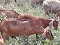 عنزة, Nubian Goat — الصورة 3