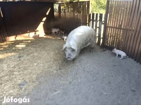 母猪, Дюрок