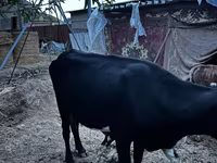 Tehén, Latvian Blue cattle — 6. fotó