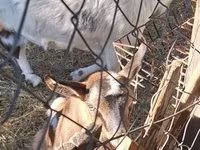 Cabra, Cabras — foto 1
