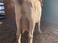 Chèvre, Saanen goat — photo 8