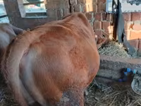 Бык, Корова лимузин — фото 2