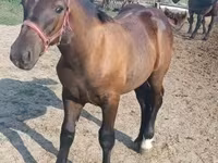 Cheval, Hungarian horse breed — photo 5