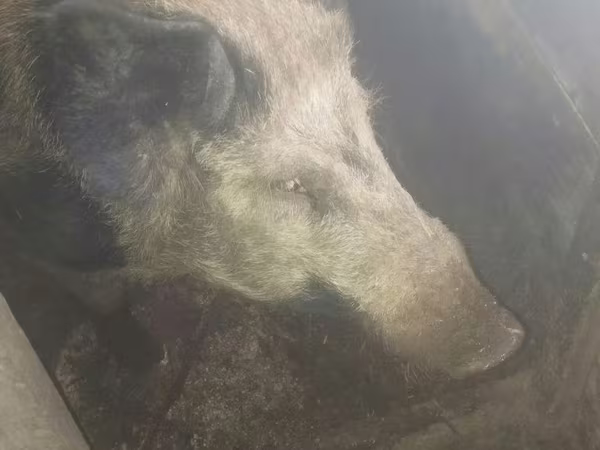 Boar, Pigs