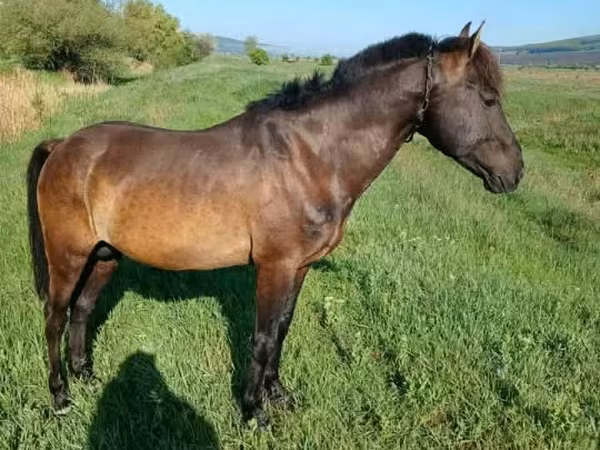 Cavalo, Cavalos