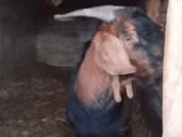 Kozel, Nubian Goat — foto 5