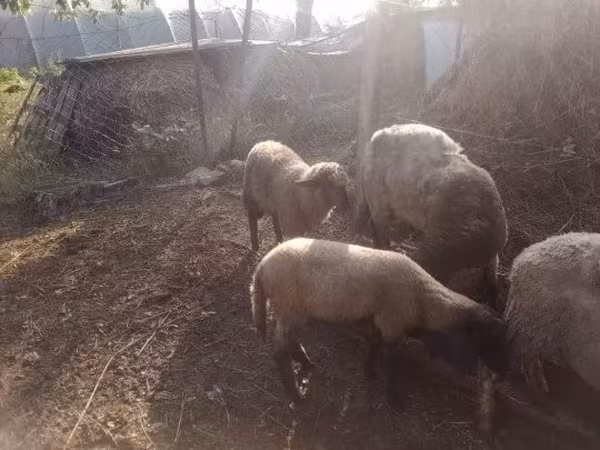 Beran, Ovce — Maďarsko