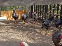 Chickens — 照片 2