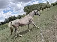 घोड़ी, Lipizzaner — फ़ोटो 3