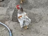 Chickens — foto 1