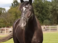 Hing, Percheron — 3. fotó
