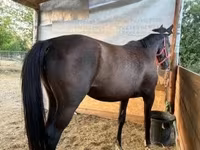 母马, Nonius horse — 照片 3