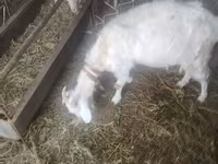 母山羊, Russian White goat — 照片 1