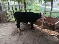 Bovinos (lote, sexo no especificado), Russian Black pied cattle — foto 2