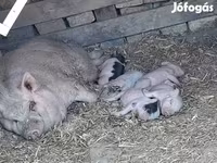 公猪, Вьетнамская вислобрюхая — 照片 1