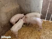 Süldőanya, Sertések — 1. fotó