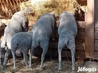 Kos, Merino sheep — 3. fotó
