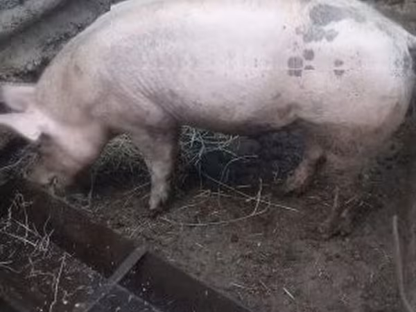 Verrat, Porcs — Hongrie