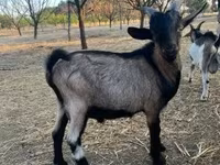 公山羊, Goats — 照片 4