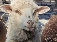 भेड़, Merino sheep — फ़ोटो 1