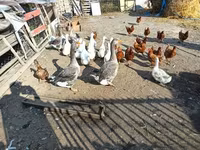 Geese — 照片 3