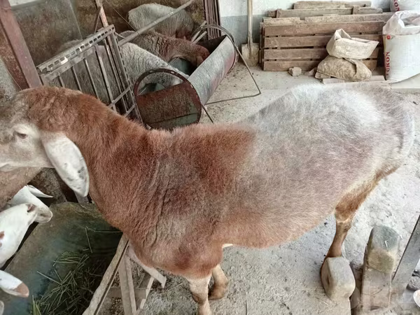 Kos, Arashan sheep