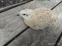 Quails — 照片 5