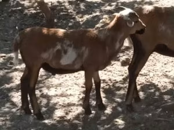 Kos, Cameroon sheep — Magyarország