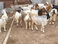 Goat, Damask goat — photo 1