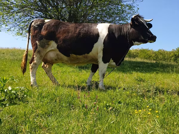 Bika, Holstein fajta